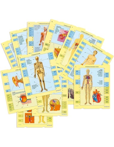 LECTRON CONEIX EL TEU COS. DISET. 