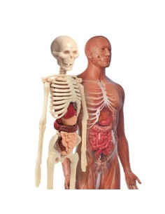 LABORATORIO DE ANATOMIA CIENCIA Y JUEGO. CLEMENTONI 2