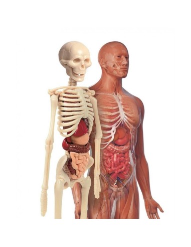 LABORATORI D'ANATOMIA CIÈNCIA I JOC. CLEMENTONI. 